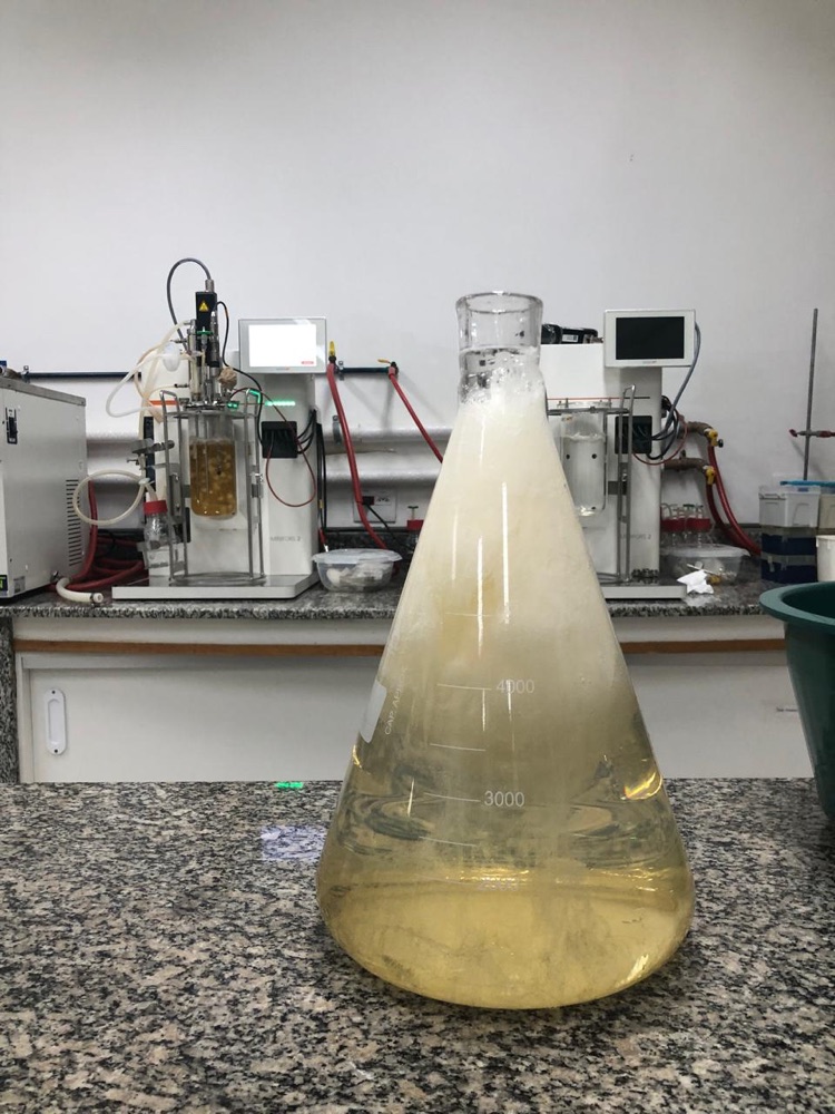 Scale-up cultivation in the bioreactor