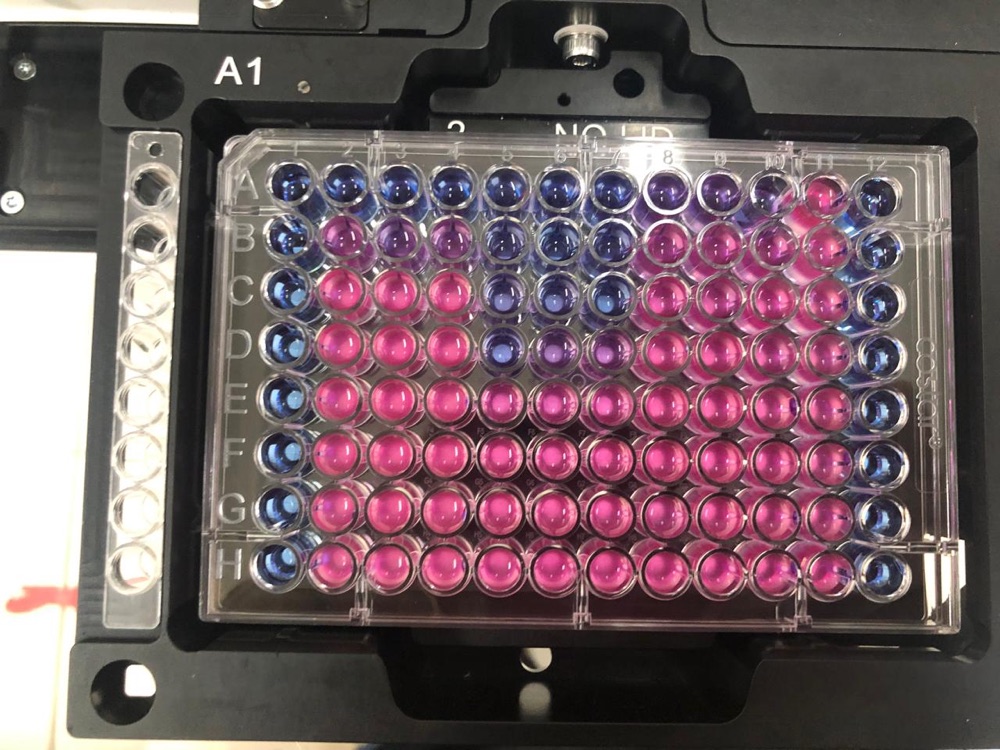Non-cytotoxicity assay for macrophages, fibroblasts and keratinocytes